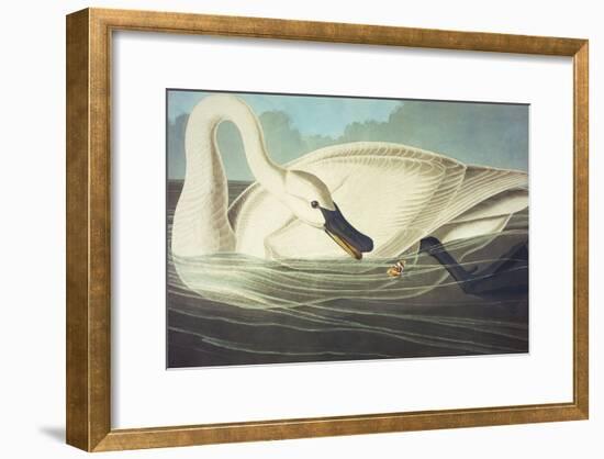 Trumpeter Swan (Olor Buccinator), Plate Ccccvi, from 'The Birds of America'-John James Audubon-Framed Giclee Print