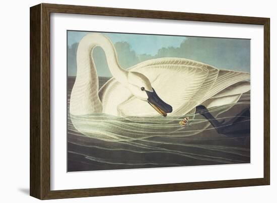 Trumpeter Swan (Olor Buccinator), Plate Ccccvi, from 'The Birds of America'-John James Audubon-Framed Giclee Print