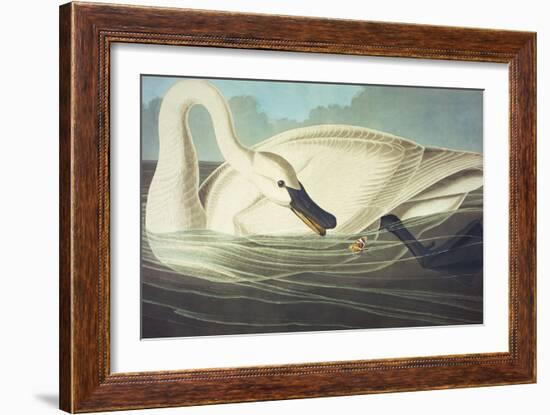 Trumpeter Swan (Olor Buccinator), Plate Ccccvi, from 'The Birds of America'-John James Audubon-Framed Giclee Print