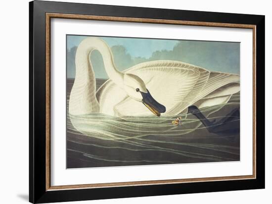 Trumpeter Swan (Olor Buccinator), Plate Ccccvi, from 'The Birds of America'-John James Audubon-Framed Giclee Print