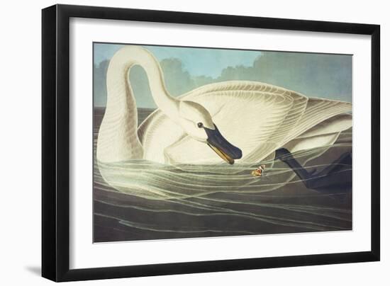 Trumpeter Swan (Olor Buccinator), Plate Ccccvi, from 'The Birds of America'-John James Audubon-Framed Giclee Print