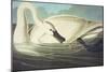 Trumpeter Swan (Olor Buccinator), Plate Ccccvi, from 'The Birds of America'-John James Audubon-Mounted Giclee Print