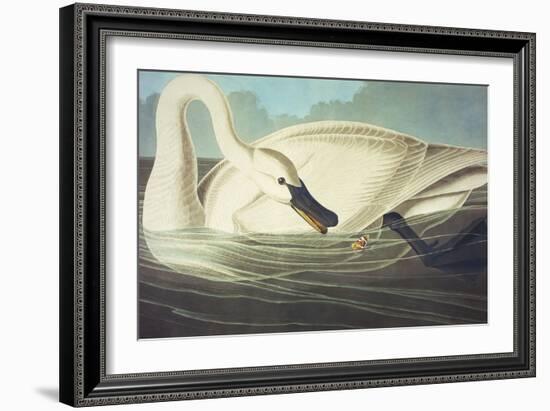 Trumpeter Swan (Olor Buccinator), Plate Ccccvi, from 'The Birds of America'-John James Audubon-Framed Giclee Print