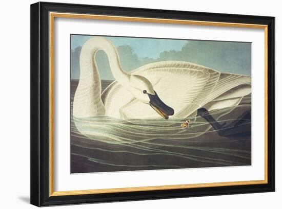 Trumpeter Swan (Olor Buccinator), Plate Ccccvi, from 'The Birds of America'-John James Audubon-Framed Giclee Print