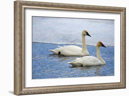 Trumpeter swan on river in winter. Formerly endangered, this heaviest bird in North American-Richard Wright-Framed Photographic Print