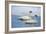 Trumpeter swan on river in winter. Formerly endangered, this heaviest bird in North American-Richard Wright-Framed Photographic Print