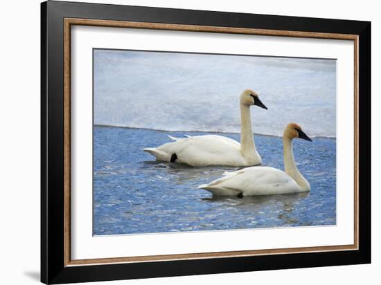 Trumpeter swan on river in winter. Formerly endangered, this heaviest bird in North American-Richard Wright-Framed Photographic Print