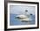 Trumpeter swan on river in winter. Formerly endangered, this heaviest bird in North American-Richard Wright-Framed Photographic Print