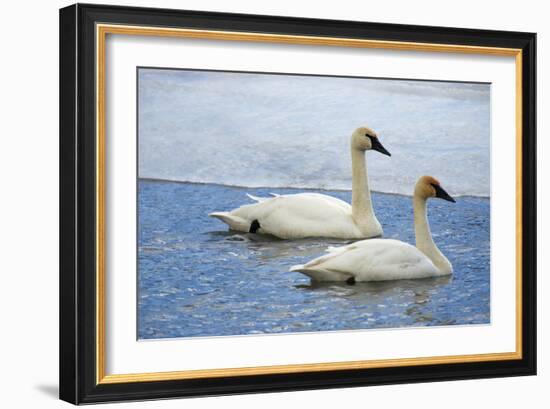 Trumpeter swan on river in winter. Formerly endangered, this heaviest bird in North American-Richard Wright-Framed Photographic Print
