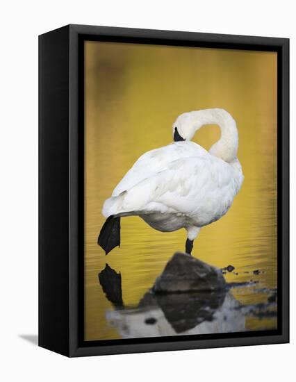 Trumpeter Swan Preening, Yellowstone National Park, Wyoming-Maresa Pryor-Framed Premier Image Canvas