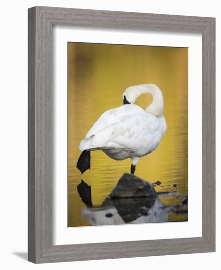 Trumpeter Swan Preening, Yellowstone National Park, Wyoming-Maresa Pryor-Framed Photographic Print