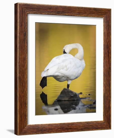 Trumpeter Swan Preening, Yellowstone National Park, Wyoming-Maresa Pryor-Framed Photographic Print