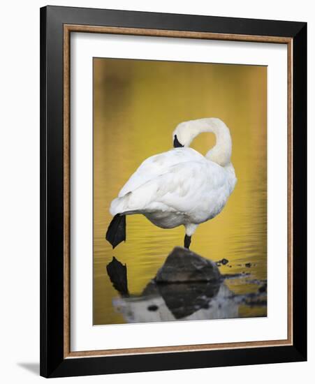 Trumpeter Swan Preening, Yellowstone National Park, Wyoming-Maresa Pryor-Framed Photographic Print