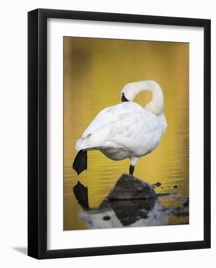 Trumpeter Swan Preening, Yellowstone National Park, Wyoming-Maresa Pryor-Framed Photographic Print