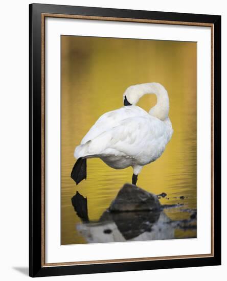 Trumpeter Swan Preening, Yellowstone National Park, Wyoming-Maresa Pryor-Framed Photographic Print