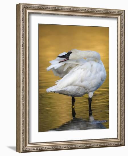 Trumpeter Swan Preening, Yellowstone National Park, Wyoming-Maresa Pryor-Framed Photographic Print