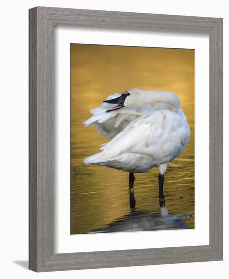 Trumpeter Swan Preening, Yellowstone National Park, Wyoming-Maresa Pryor-Framed Photographic Print