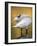 Trumpeter Swan Preening, Yellowstone National Park, Wyoming-Maresa Pryor-Framed Photographic Print