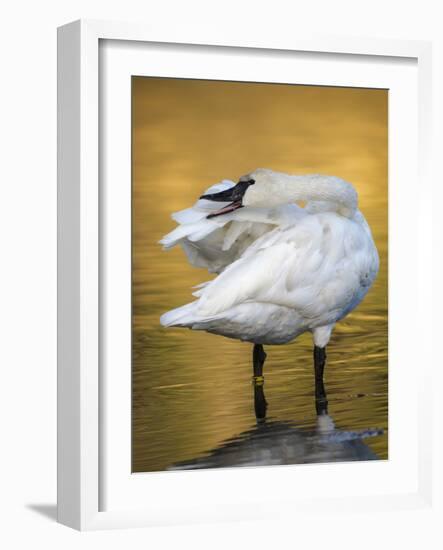 Trumpeter Swan Preening, Yellowstone National Park, Wyoming-Maresa Pryor-Framed Photographic Print