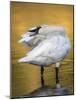 Trumpeter Swan Preening, Yellowstone National Park, Wyoming-Maresa Pryor-Mounted Photographic Print