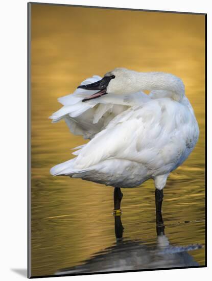 Trumpeter Swan Preening, Yellowstone National Park, Wyoming-Maresa Pryor-Mounted Photographic Print