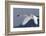 Trumpeter Swan, Winter Flight-Ken Archer-Framed Photographic Print