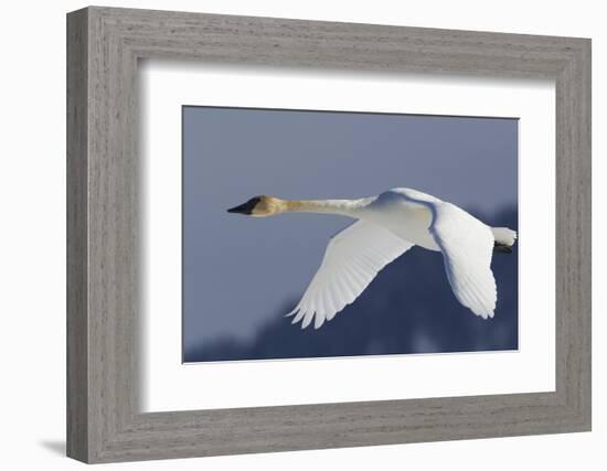Trumpeter Swan, Winter Flight-Ken Archer-Framed Photographic Print
