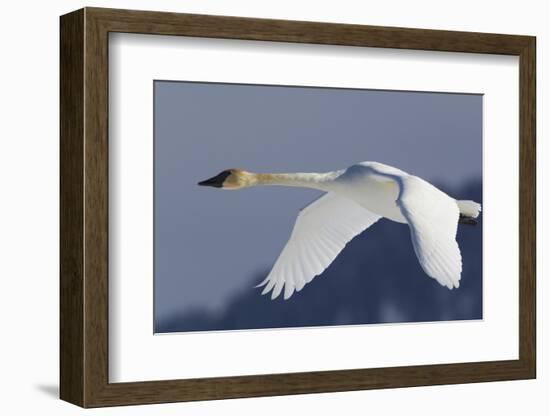 Trumpeter Swan, Winter Flight-Ken Archer-Framed Photographic Print