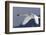 Trumpeter Swan, Winter Flight-Ken Archer-Framed Photographic Print