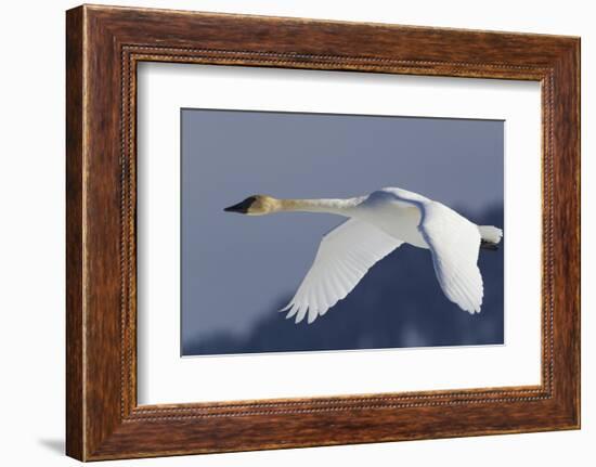 Trumpeter Swan, Winter Flight-Ken Archer-Framed Photographic Print