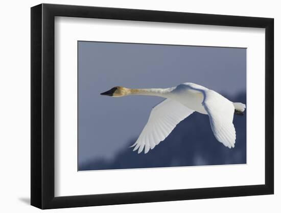 Trumpeter Swan, Winter Flight-Ken Archer-Framed Photographic Print