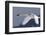 Trumpeter Swan, Winter Flight-Ken Archer-Framed Photographic Print