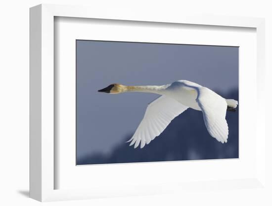 Trumpeter Swan, Winter Flight-Ken Archer-Framed Photographic Print