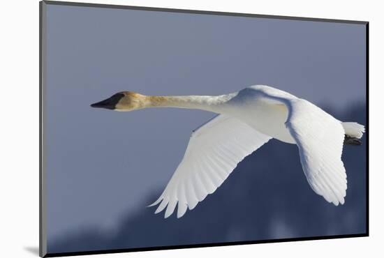 Trumpeter Swan, Winter Flight-Ken Archer-Mounted Photographic Print