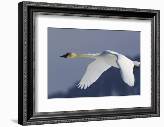 Trumpeter Swan, Winter Flight-Ken Archer-Framed Photographic Print