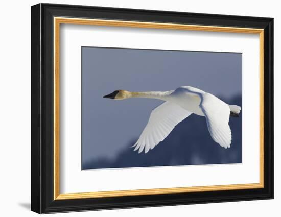 Trumpeter Swan, Winter Flight-Ken Archer-Framed Photographic Print