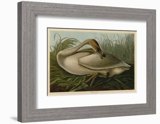 Trumpeter Swan-John James Audubon-Framed Giclee Print