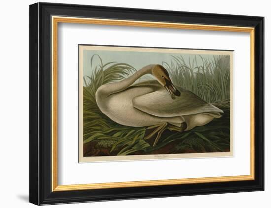 Trumpeter Swan-John James Audubon-Framed Giclee Print