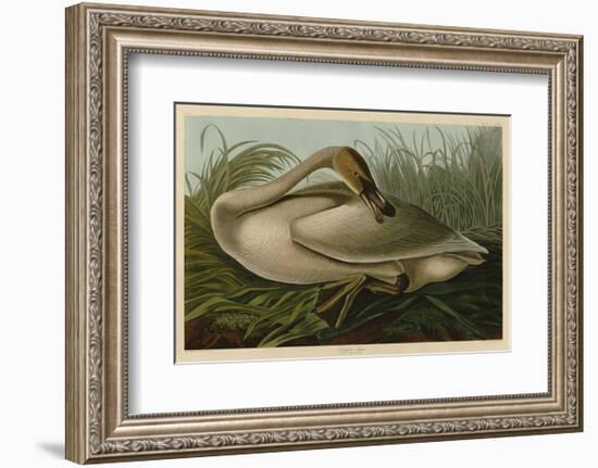 Trumpeter Swan-John James Audubon-Framed Art Print