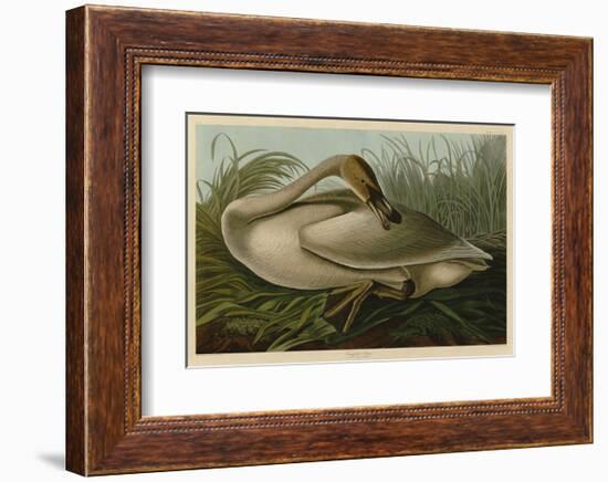 Trumpeter Swan-John James Audubon-Framed Art Print