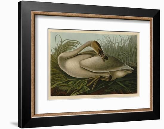 Trumpeter Swan-John James Audubon-Framed Art Print