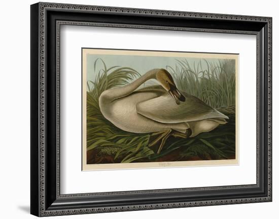 Trumpeter Swan-John James Audubon-Framed Art Print