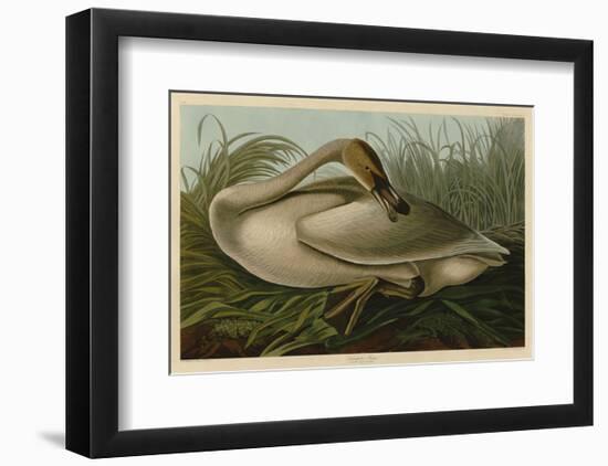 Trumpeter Swan-John James Audubon-Framed Art Print