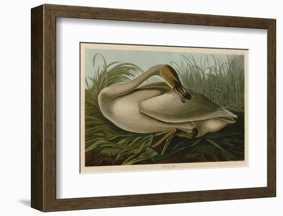 Trumpeter Swan-John James Audubon-Framed Art Print