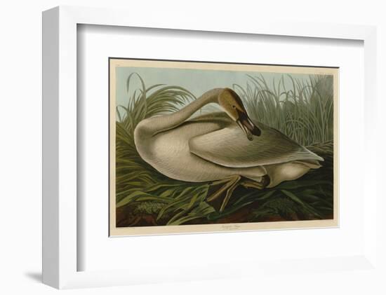 Trumpeter Swan-John James Audubon-Framed Art Print