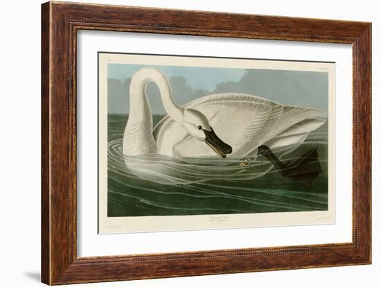 Trumpeter Swan-John James Audubon-Framed Art Print