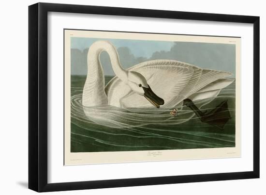 Trumpeter Swan-John James Audubon-Framed Art Print