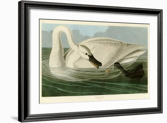 Trumpeter Swan-John James Audubon-Framed Premium Giclee Print