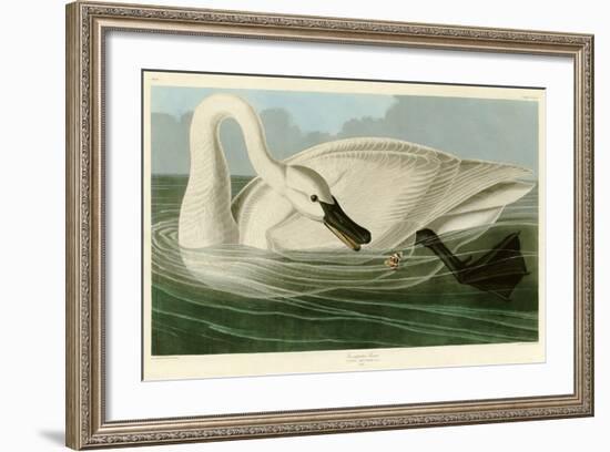 Trumpeter Swan-John James Audubon-Framed Premium Giclee Print