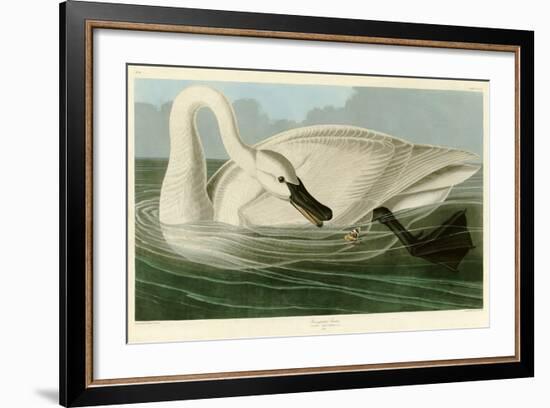 Trumpeter Swan-John James Audubon-Framed Premium Giclee Print